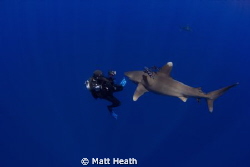 A lucky diver gets some one on one time with this oceanic... by Matt Heath 